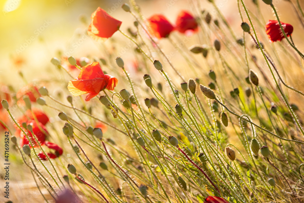 Naklejka premium Beautiful meadow with wild poppy flowers and yellow grass in summer