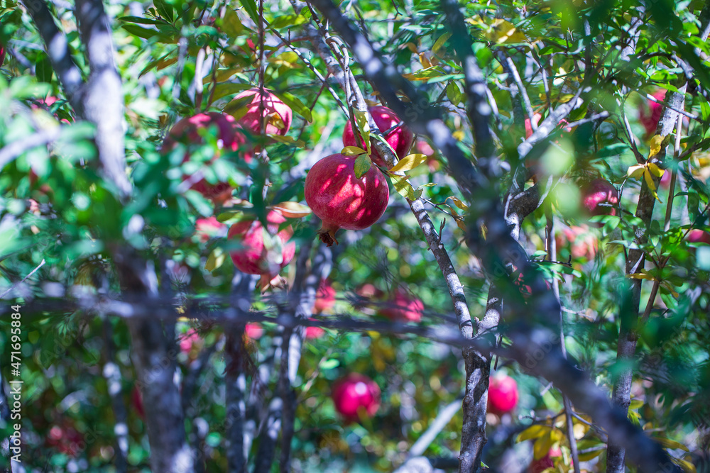 Fresh red pomegranate on tree in a farm garden