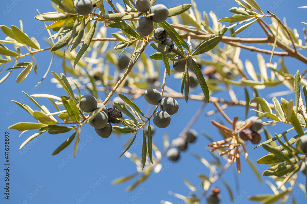 Branch of olive tree with fruits and leaves Branch of olive tree with fruits and leaves