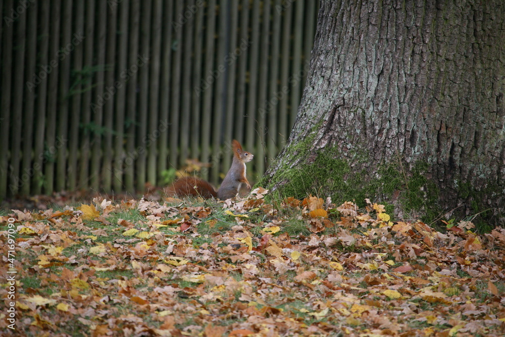 Squirrel sitting on the ground Squirrel sitting on the ground