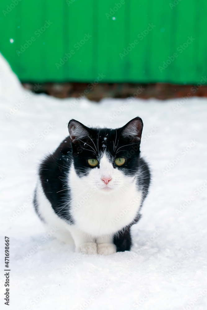 portrait funny kitten sitting in the winter garden under falling snowflakes portrait funny kitten sitting in the winter garden under falling snowflakes