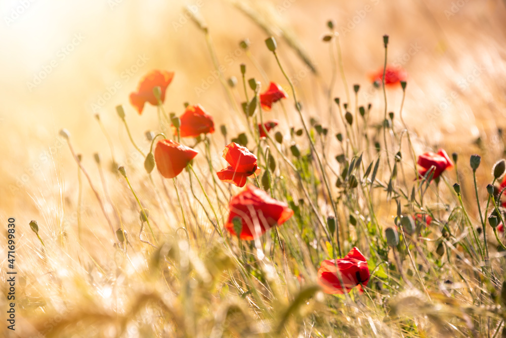 Naklejka premium Beautiful meadow with wild poppy flowers and yellow grass in summer