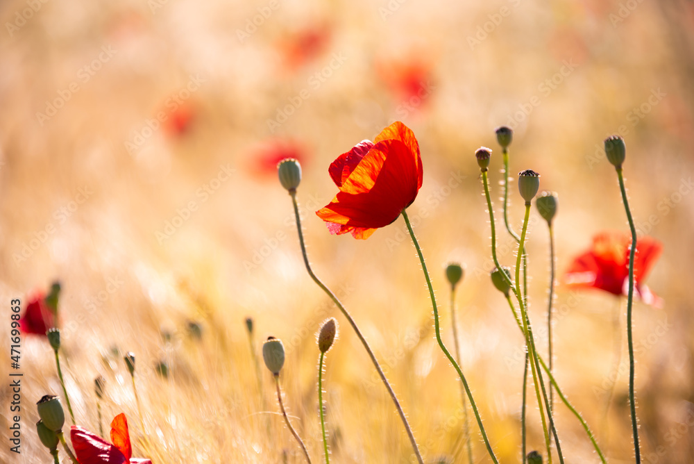 Naklejka premium Beautiful meadow with wild poppy flowers and yellow grass in summer