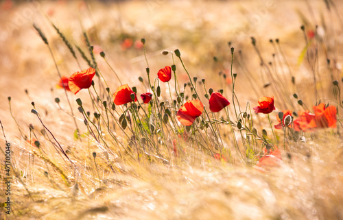 Beautiful meadow with wild poppy flowers and yellow grass in summer © Maresol