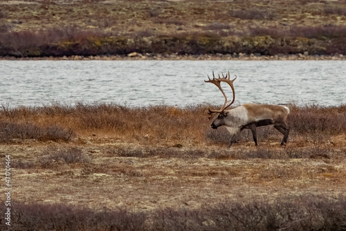 caribour reindeer in the tundra of churchill manitoba canada photo