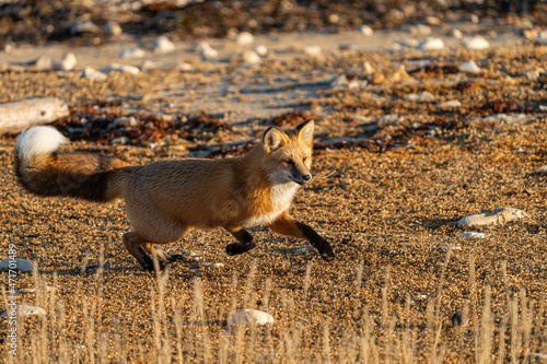 Red fox in the tundra in churchill manitoba canada photo