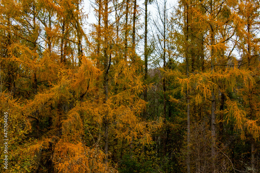 Paysage  en automne 