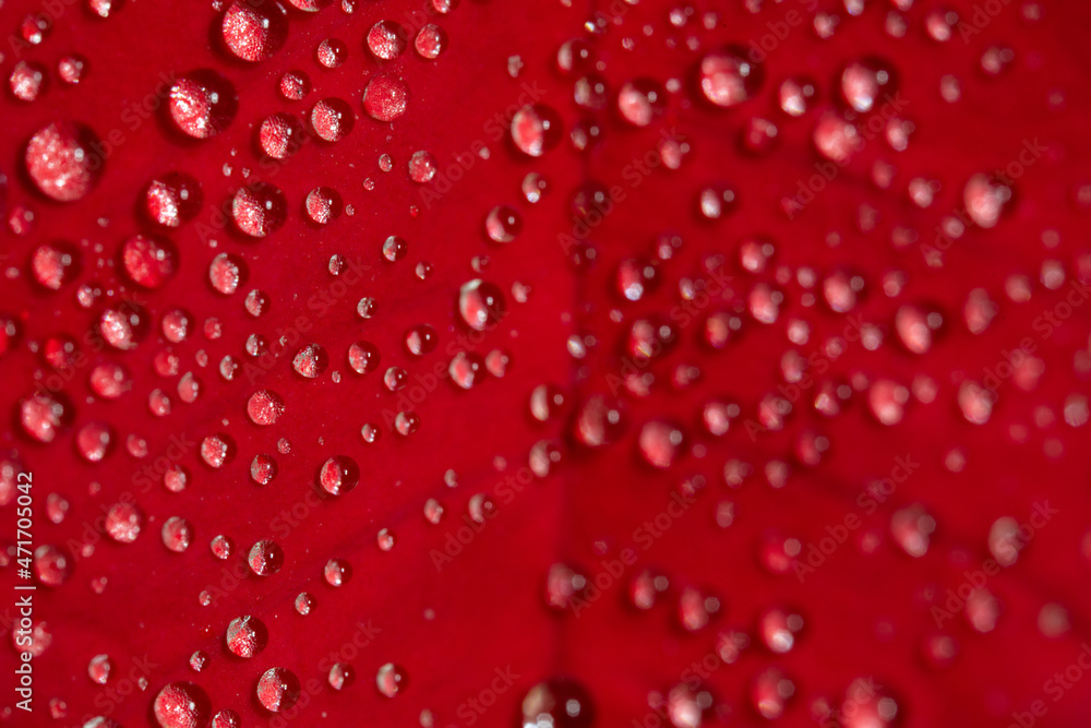 Drops on macro photo petal Drops on macro photo petal