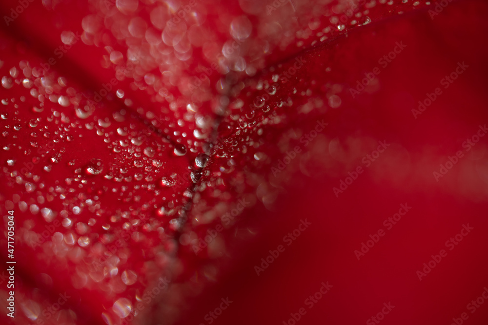 Drops on macro photo petal Drops on macro photo petal