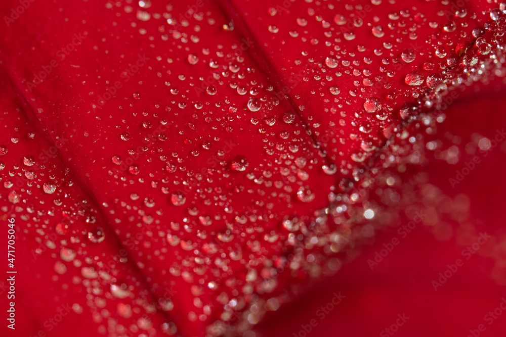 Drops on macro photo petal Drops on macro photo petal