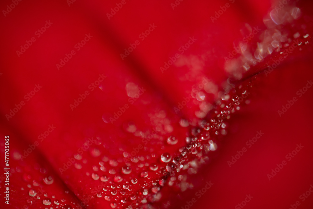 Drops on macro photo petal Drops on macro photo petal