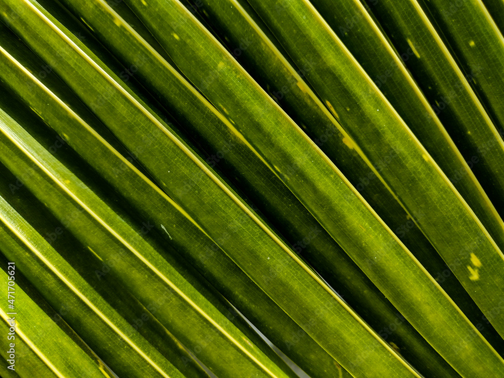 Zielone tropikalne liście  - obrazy, fototapety, plakaty 