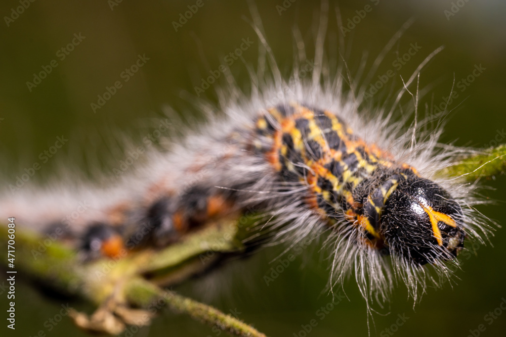 A mothy hairy caterpillar butterfly ith long, white hairs, crawling over the flower, macro