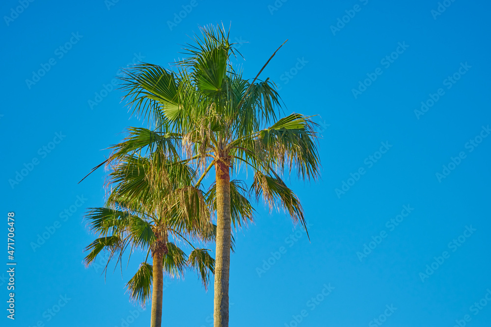 Two natural palm trees with blue sky background.
They are tropical trees that are used on the beach, commonly seen in beach areas such as Miami, California, the Caribbean and other places. Two natural palm trees with blue sky background.
They are tropical trees that are used on the beach, commonly seen in beach areas such as Miami, California, the Caribbean and other places.