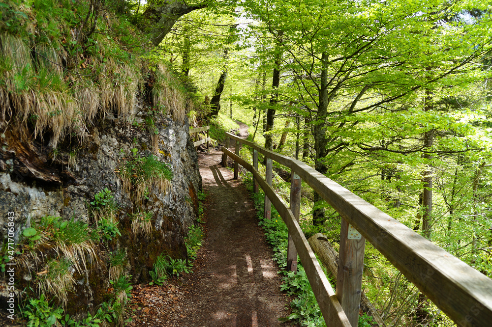 hiking trail in the woods in Hohenschwangau, Allgau, in the Bavarian Alps on a warm sunny day in April (Schwangau, Bavaria, Germany) hiking trail in the woods in Hohenschwangau, Allgau, in the Bavarian Alps on a warm sunny day in April (Schwangau, Bavaria, Germany)
