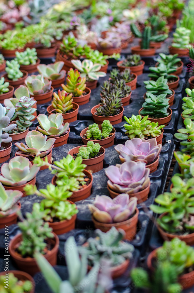 Plantes grasses et succulentes en pots Plantes grasses et succulentes en pots