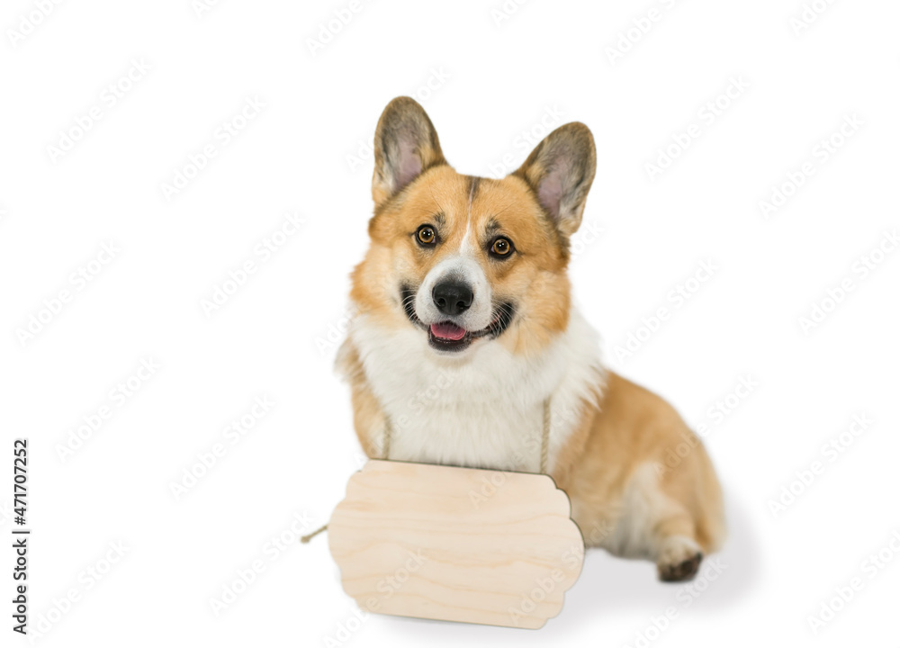 portrait of a corgi dog with an empty wooden sign on his neck on a white background