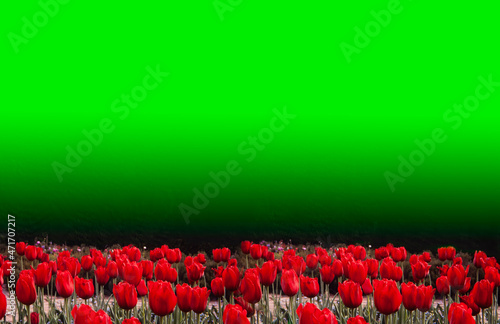 Field red tulips with graduated green background