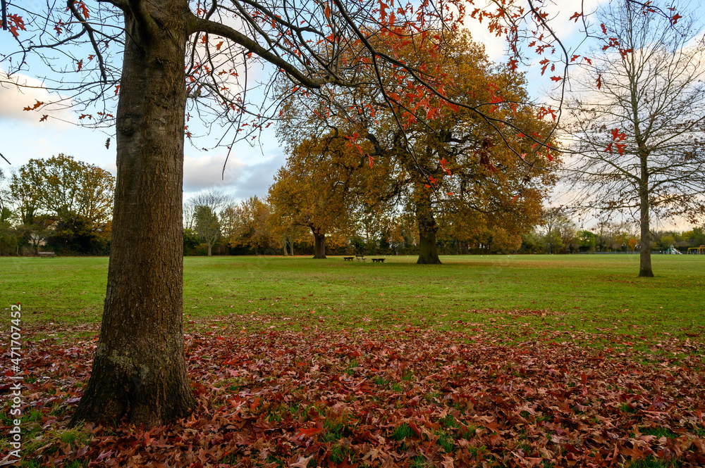Naklejka premium Fall (autumn) trees in Blake Recreation Ground in West Wickham, Kent, UK. Blake Recreation Ground is a public park between Eden Park and West Wickham in the Borough of Bromley in Greater London.