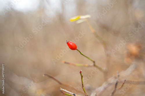 Single red rose hip of dog rose. Rosa canina, commonly known as the dog rose, is a variable climbing, wild rose species native to Europe.