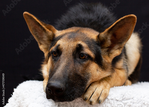 A lonely german shepherd resting. sad ill sick dog photo