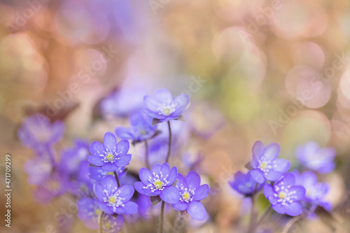 Romantic  light flower group on sunny and floral bokeh. Purple liverwort blossoms  Anemone hepatica . Copy space.