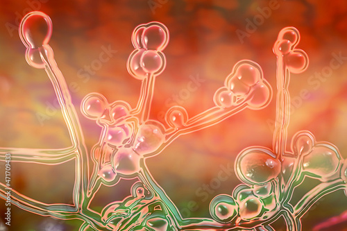 Candida fungi, 3D illustration photo