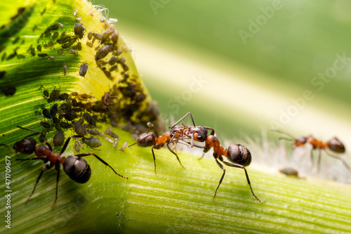 Large red ants on corn leaves keep an watch on aphids. Macro © Provokator