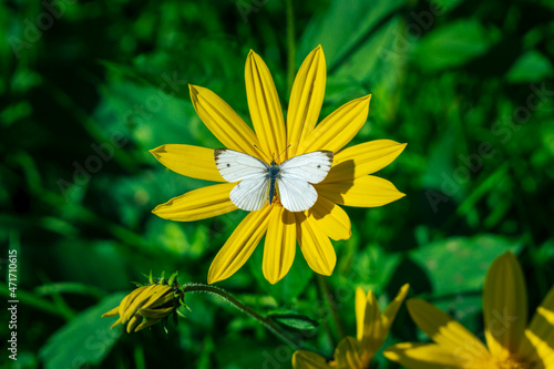 buterfly on flower