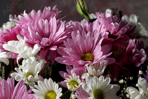 close up of a pink and white flowers