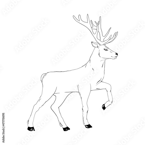 Beautiful noble proud sika deer are ruminant mammal in family Cervidae. Side view.