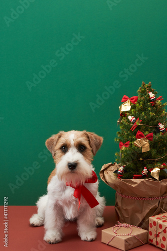 Holiday dog near christmas tree and gift boxes