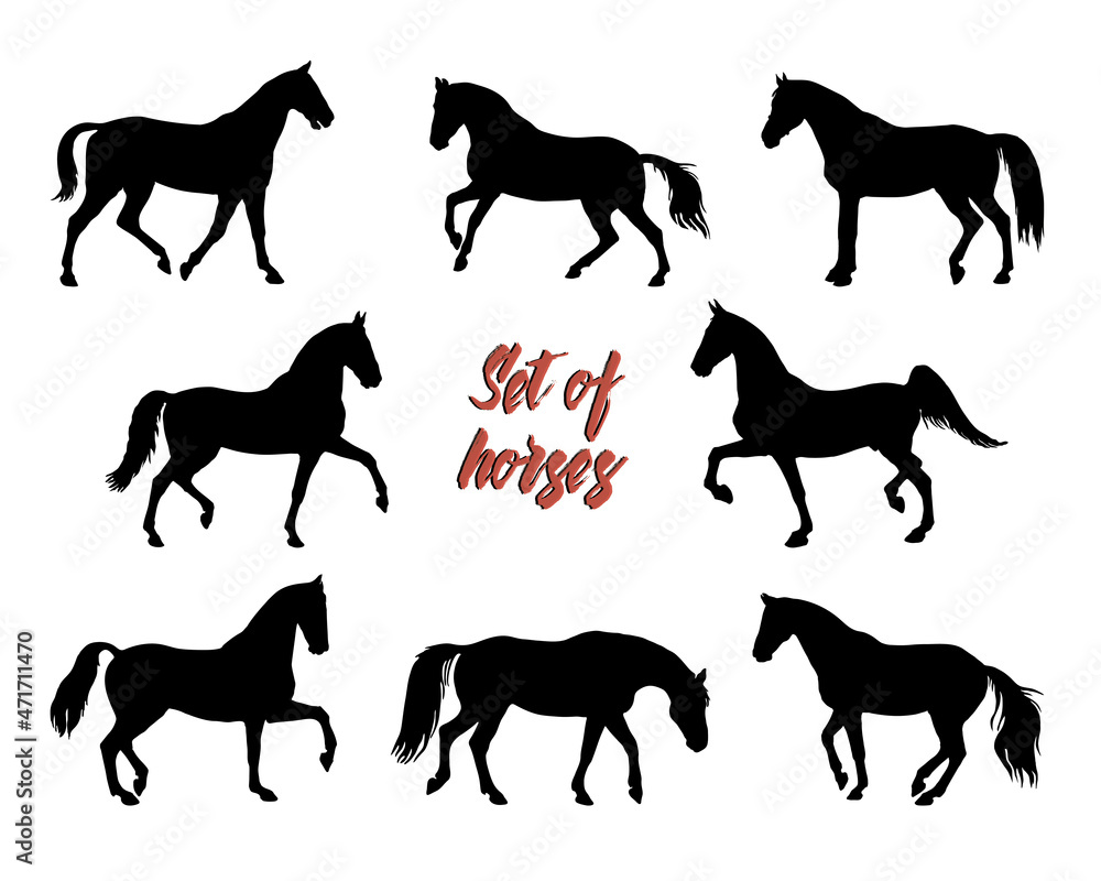 Obraz premium a set of silhouettes of female riders isolated on a white background, seamless background, pattern for decoration, equestrian 