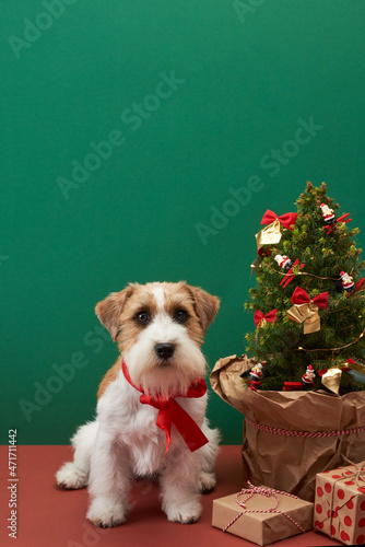 Cute dog near christmas tree and gift boxes