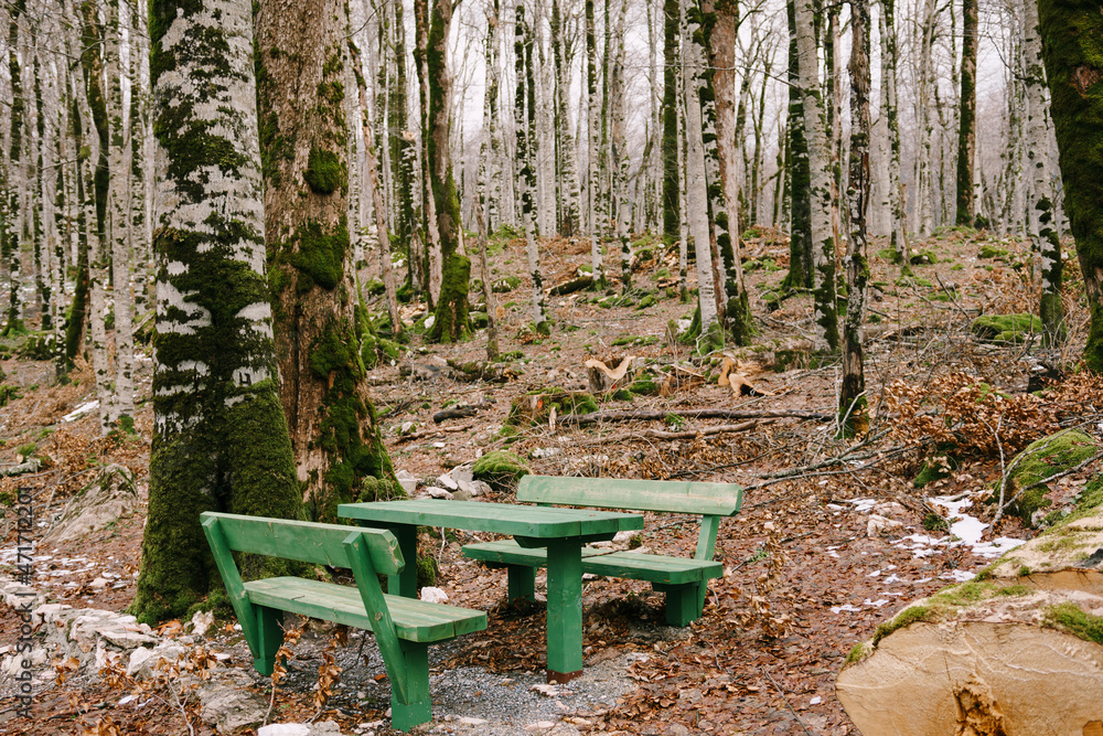 Wooden benches and a table in the Biogradska Gora park. Montenegro