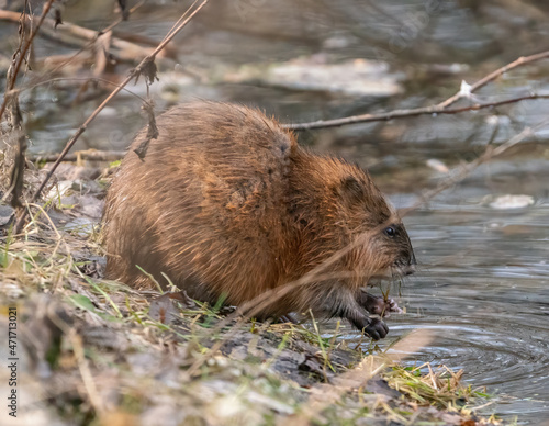 Muskrat eats grass by the lake