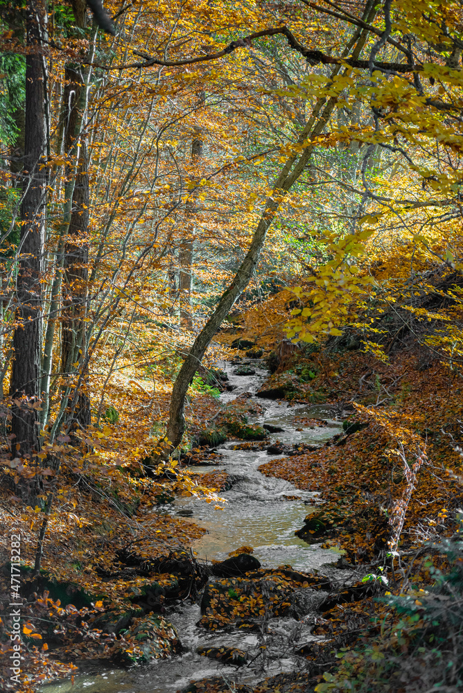 Autumn forest - the stream flows among the beech trees