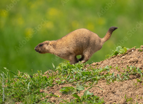 Marmot runs across the road in the field