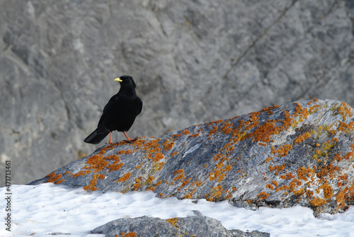 Alpendohle steht auf Fels mit Flechten, Gemmi, Pyrrhocorax graculus photo