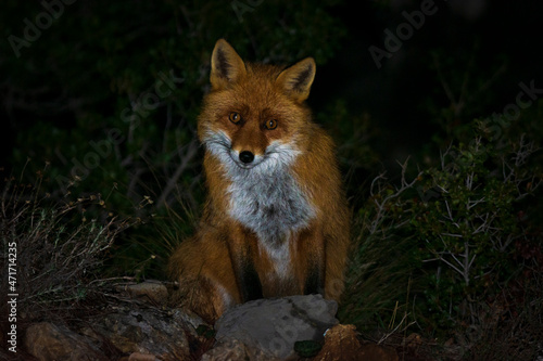 red fox vulpes vulpes night photoshooting and walking arround