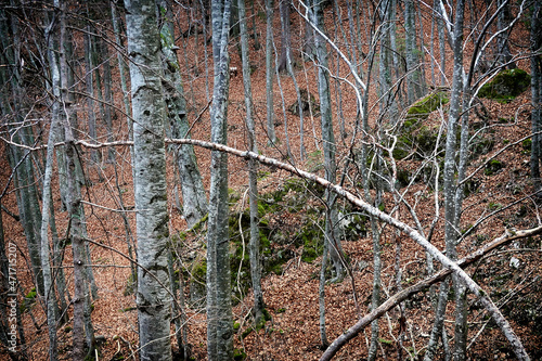 Alpine forest in Scorota Gorges in the Carpathians, Romania, Europe photo