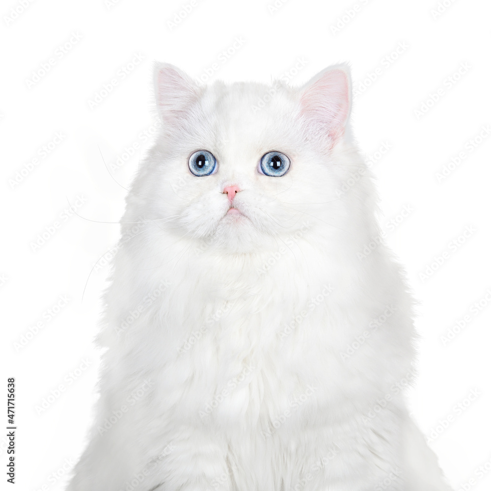 close up portrait of a white fluffy cat with blue eyes on white background