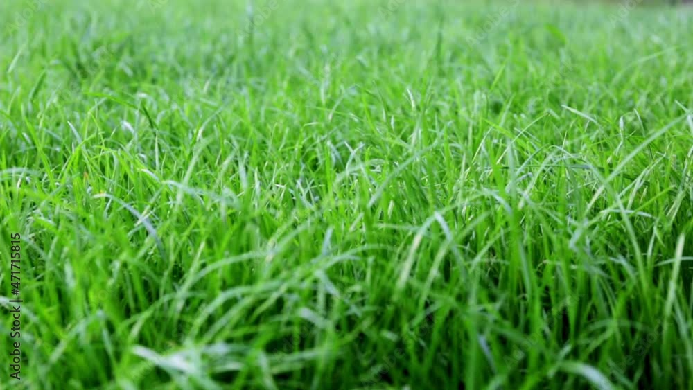 Close-up side view of a green lush lawn background. Dense grass scene. Maintenance and fertilization of the garden. Video footage hd. Healthy plant cover. Natural wallpaper. Freshness. Summer season. Close-up side view of a green lush lawn background. Dense grass scene. Maintenance and fertilization of the garden. Video footage hd. Healthy plant cover. Natural wallpaper. Freshness. Summer season.