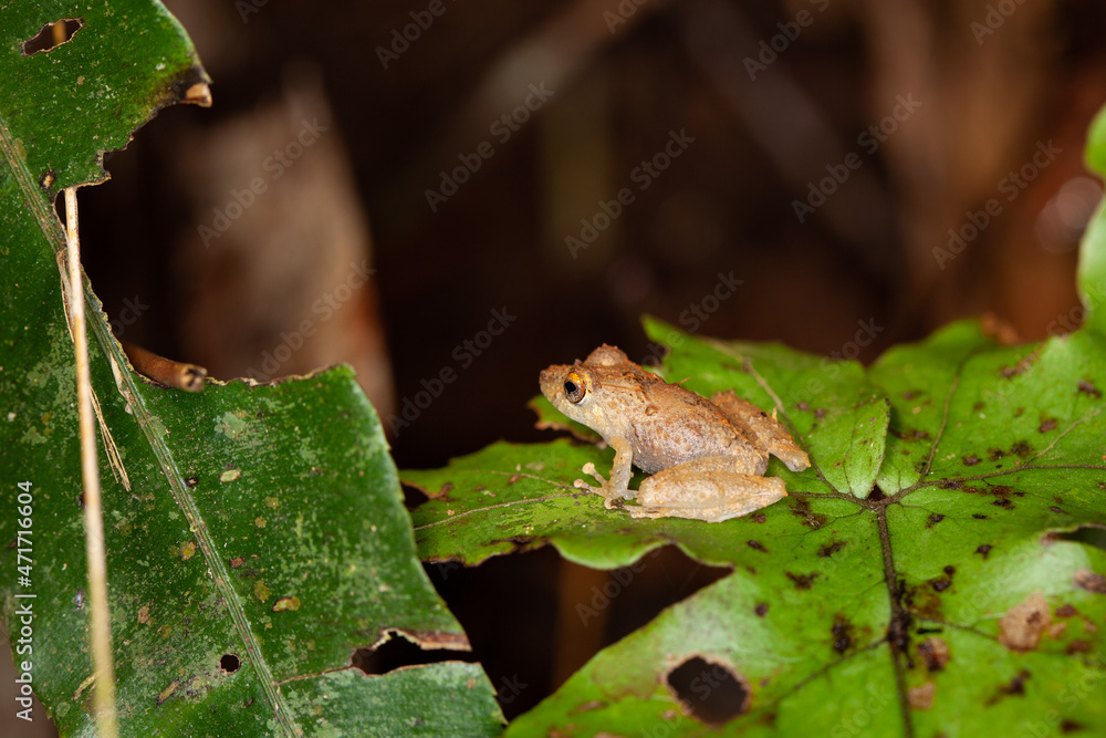 Common dink frog Common dink frog