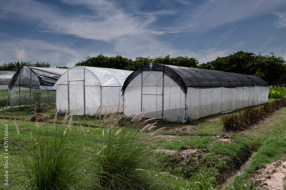 Vegetable greenhouses used in the agricultural industry in Thailand.