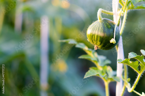 young ripening watermelon growing in a greenhouse in limbo