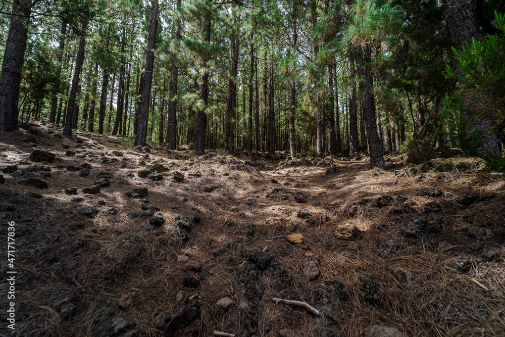 Pine forest on the mountainside. Tenerife. Canary Islands. Spain. Pine forest on the mountainside. Tenerife. Canary Islands. Spain.