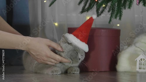 Woman stroking little curious kitty in red Santa Claus hat. Christmas kitten among spruce branches and red New Year's toys. British cat with New Year decorations.