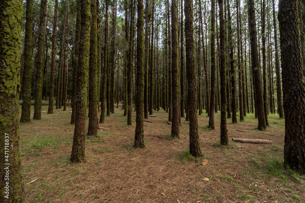 Esperanza (Highland) forest (over 2000 meters). Background from pine trees. Tenerife. Canary Islands. Spain. Esperanza (Highland) forest (over 2000 meters). Background from pine trees. Tenerife. Canary Islands. Spain.