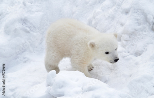 A white bear cub walks in the snow